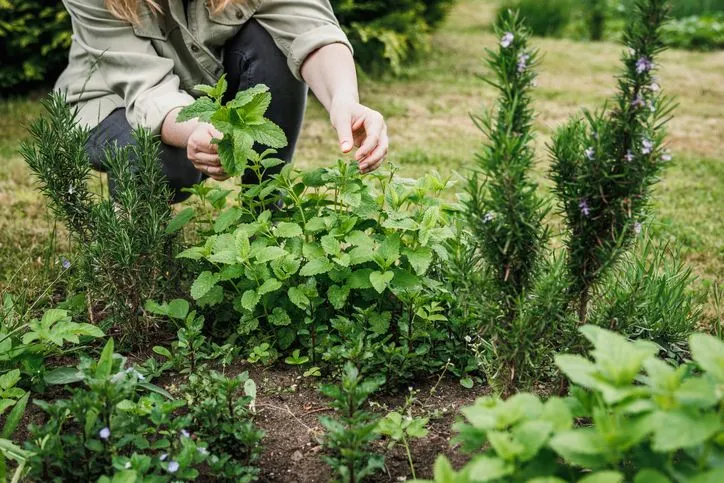 Cueillette de plantes médicinales pour soulager les troubles digestifs naturellement