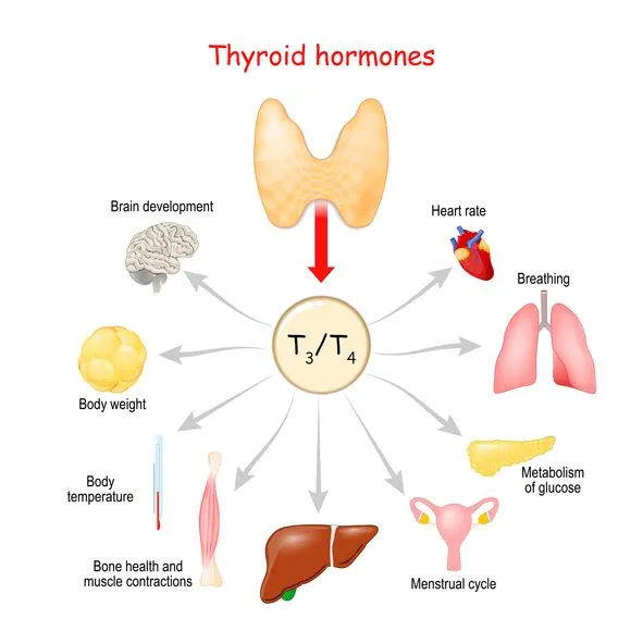Lien entre hormones thyroïdiennes T3 T4 TSH et métabolisme